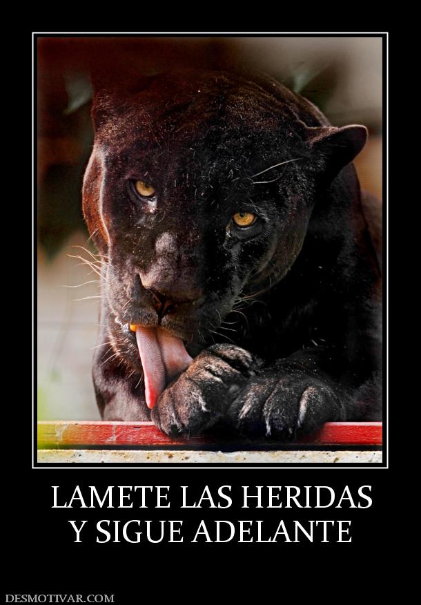 LAMETE LAS HERIDAS Y SIGUE ADELANTE