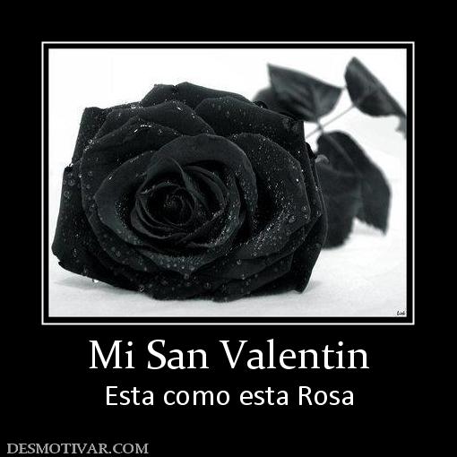 Mi San Valentin Esta como esta Rosa