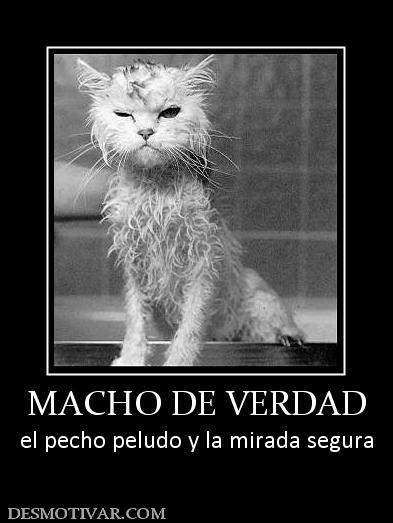 MACHO DE VERDAD el pecho peludo y la mirada segura