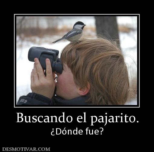 Buscando el pajarito. ¿Dónde fue?