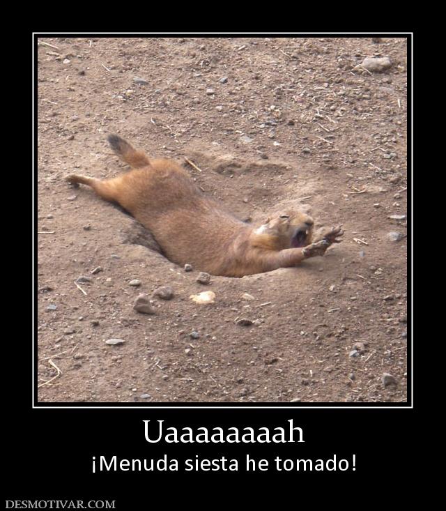 Uaaaaaaaah ¡Menuda siesta he tomado!