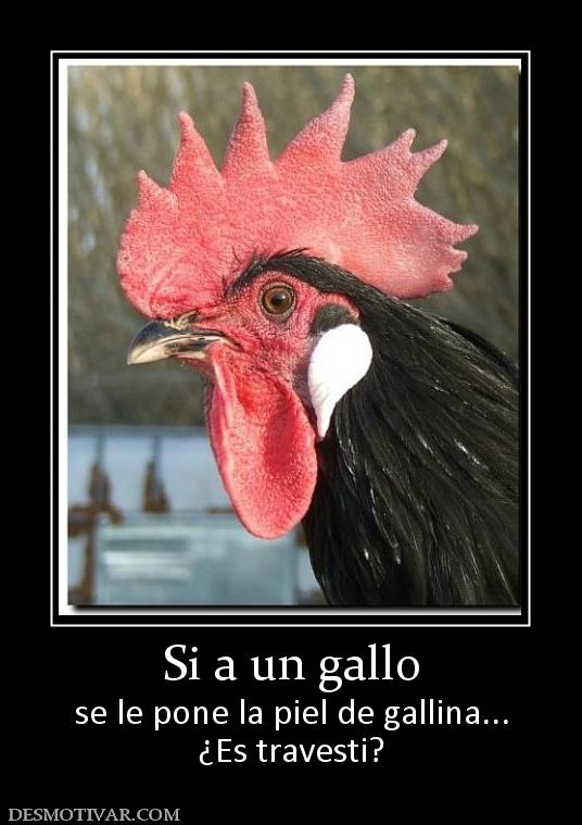 Si a un gallo se le pone la piel de gallina... ¿Es travesti?