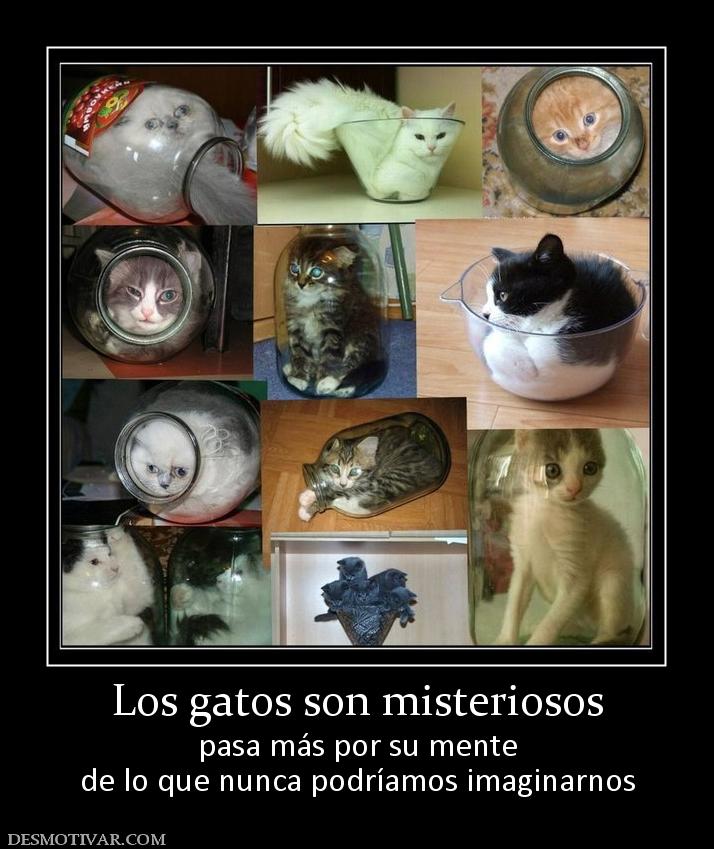 Los gatos son misteriosos pasa más por su mente de lo que nunca podríamos imaginarnos