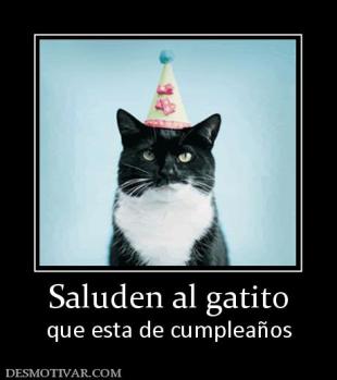 Saluden al gatito que esta de cumpleaños