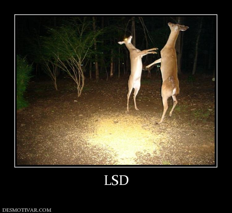 LSD