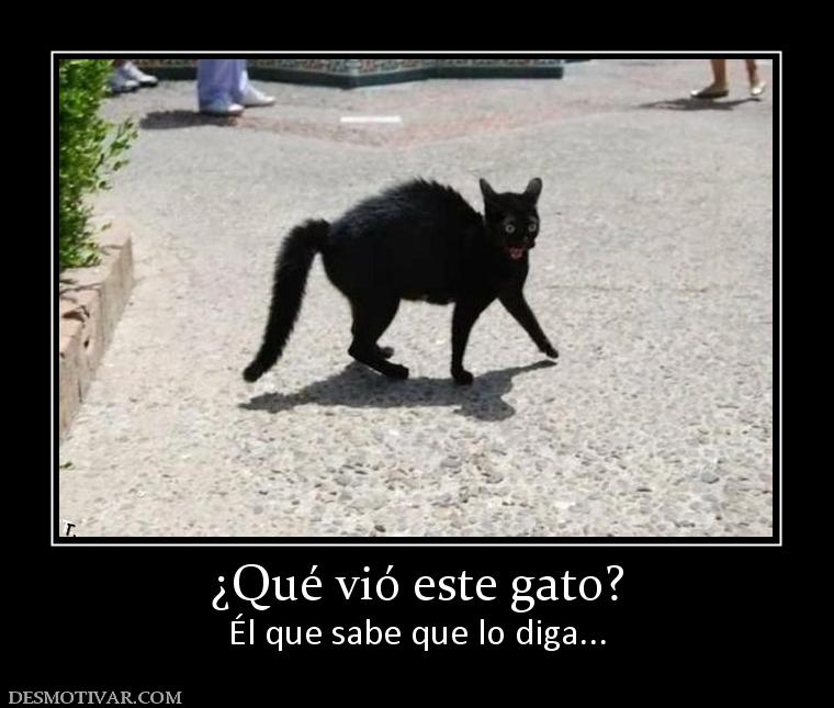 ¿Qué vió este gato? Él que sabe que lo diga...