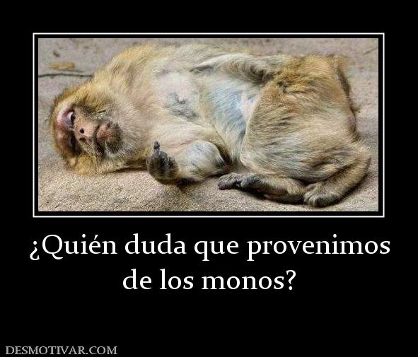 ¿Quién duda que provenimos de los monos?