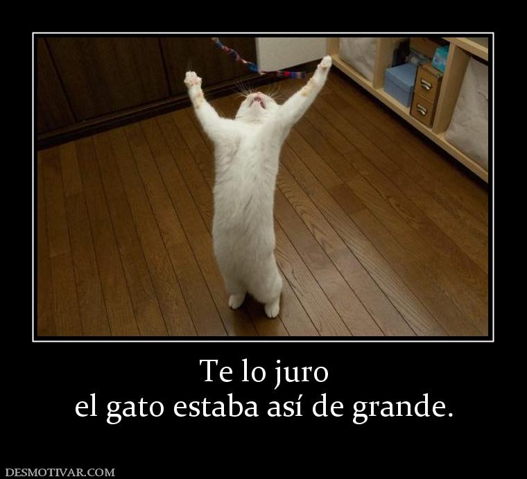 Te lo juro el gato estaba así de grande.