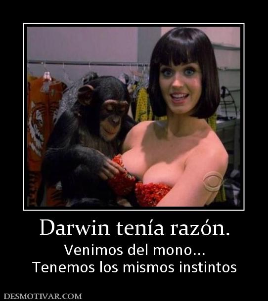 Darwin tenía razón. Venimos del mono... Tenemos los mismos instintos