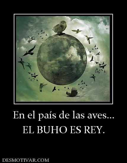 En el país de las aves... EL BUHO ES REY.