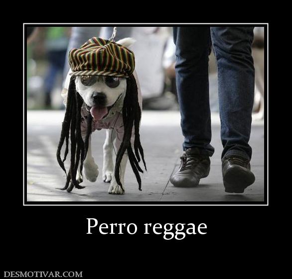 Perro reggae