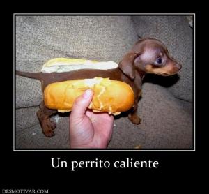 Un perrito caliente