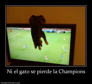 Ni el gato se pierde la Champions