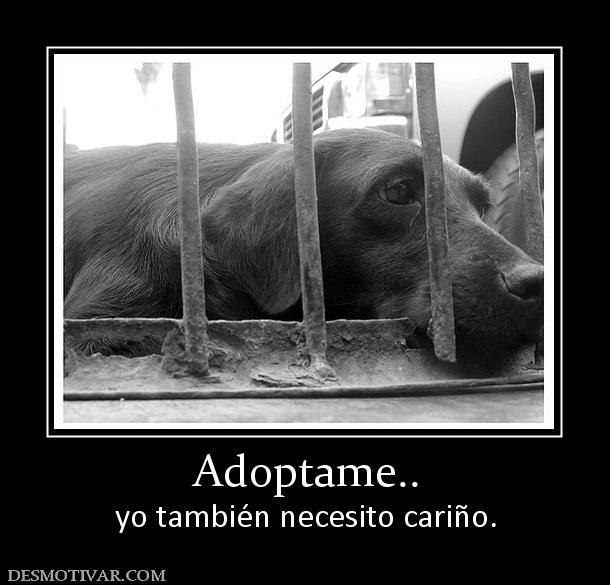 Adoptame.. yo también necesito cariño.