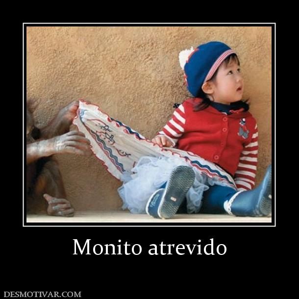 Monito atrevido