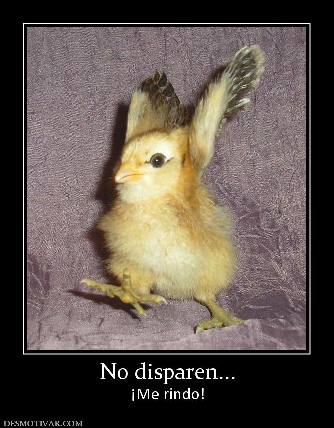 No disparen... ¡Me rindo!