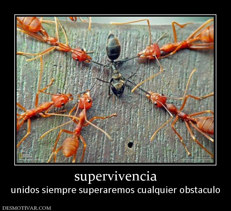 supervivencia unidos siempre superaremos cualquier obstaculo