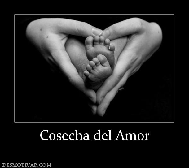 Cosecha del Amor