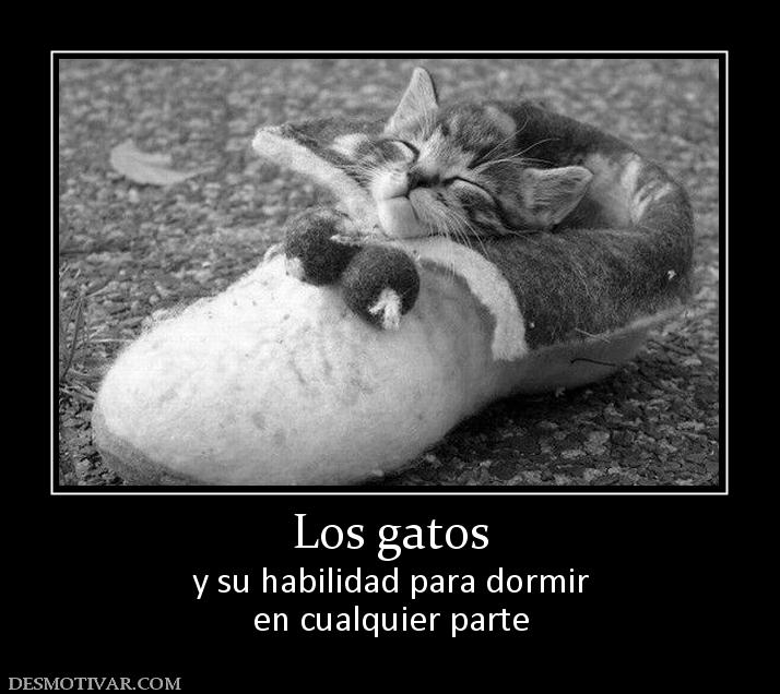 Los gatos y su habilidad para dormir en cualquier parte