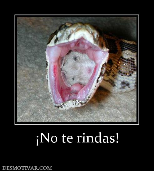 ¡No te rindas!