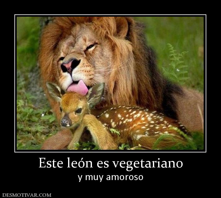 Este león es vegetariano y muy amoroso