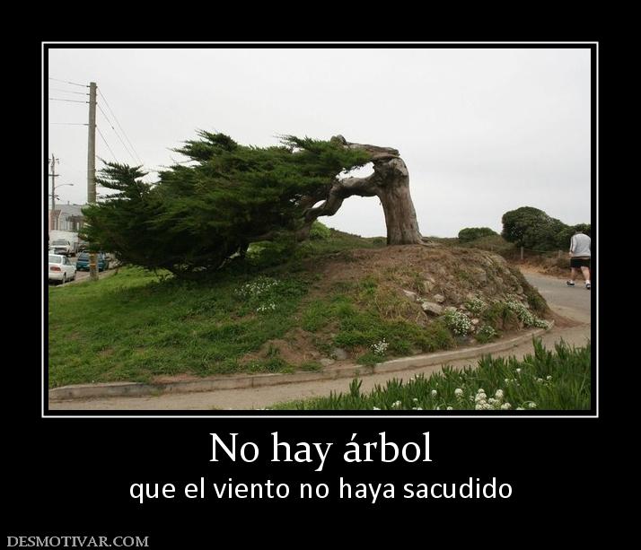 No hay árbol que el viento no haya sacudido