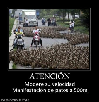 ATENCIÓN Modere su velocidad Manifestación de patos a 500m