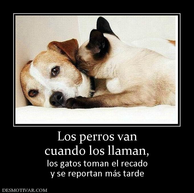 Los perros van cuando los llaman,  los gatos toman el recado y se reportan más tarde