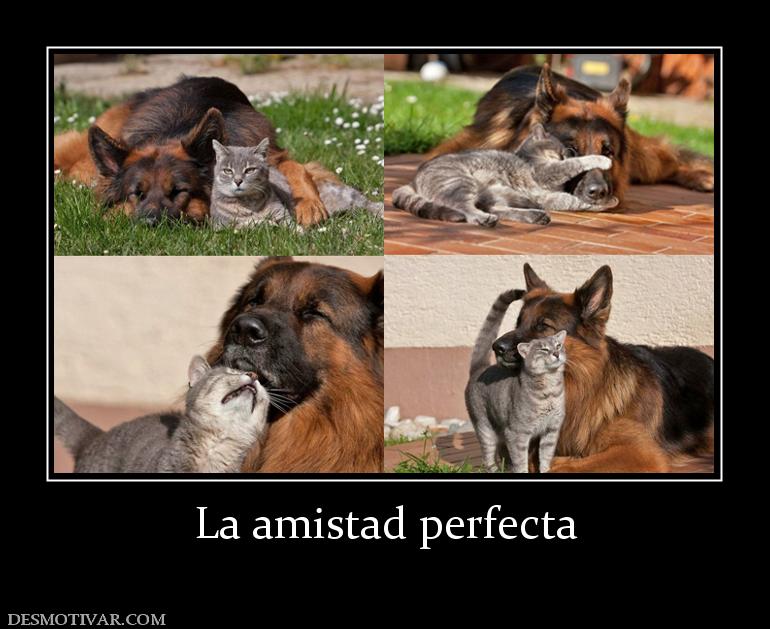 La amistad perfecta