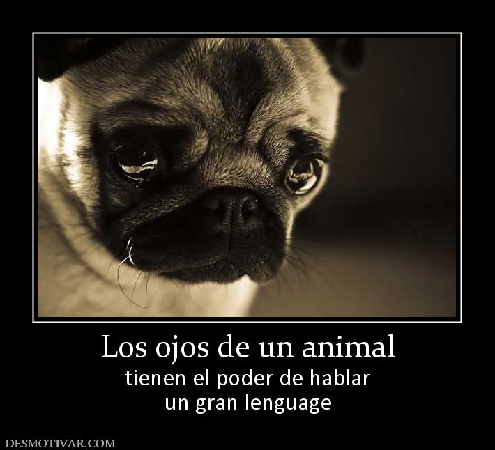 Los ojos de un animal tienen el poder de hablar un gran lenguage