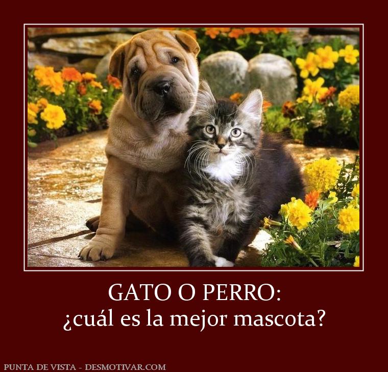 GATO O PERRO: ¿cuál es la mejor mascota?