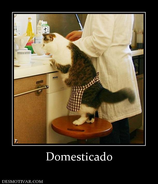 Domesticado