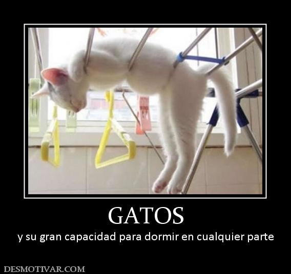 GATOS y su gran capacidad para dormir en cualquier parte