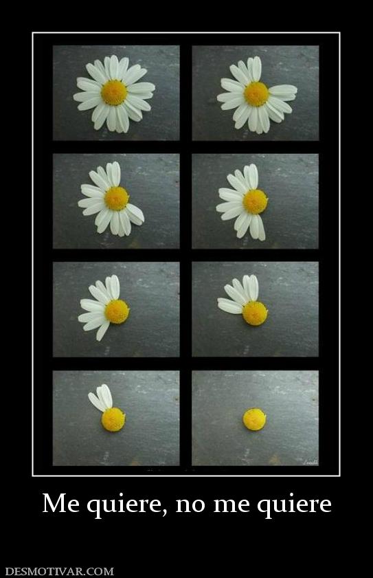 Me quiere, no me quiere