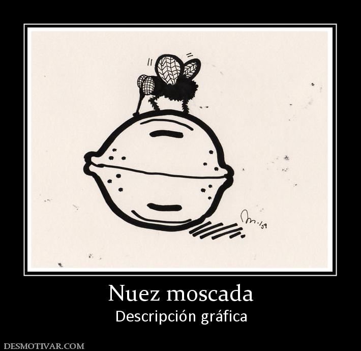 Nuez moscada Descripción gráfica