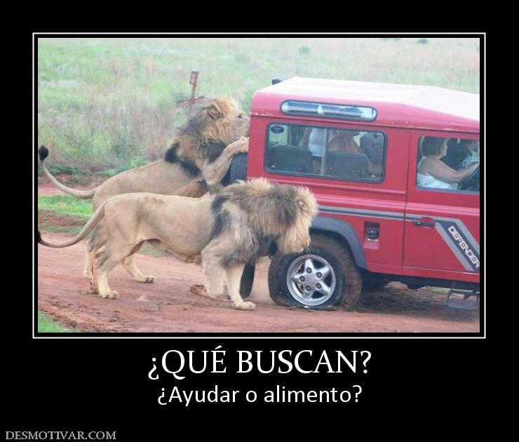 ¿QUÉ BUSCAN? ¿Ayudar o alimento?